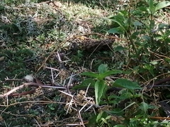 Ambrosia ambrosioides