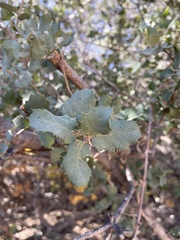 Quercus john-tuckeri