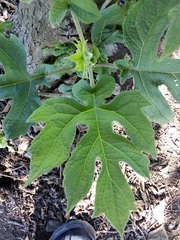 Montanoa bipinnatifida
