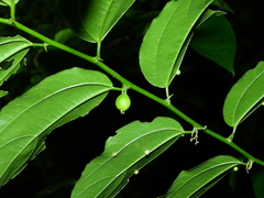 Celtis iguanaea