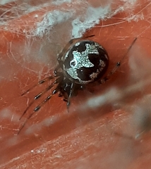 Steatoda triangulosa