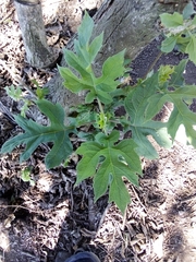 Montanoa bipinnatifida