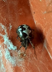 Steatoda triangulosa