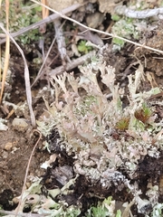Cladonia boryi