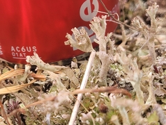 Cladonia boryi