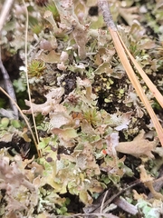 Cladonia boryi