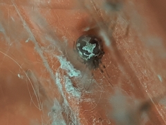 Steatoda triangulosa