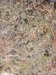 Cladonia boryi