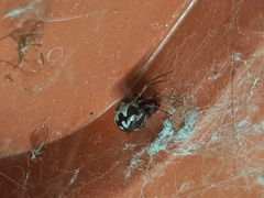Steatoda triangulosa