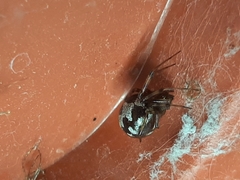 Steatoda triangulosa
