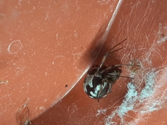 Steatoda triangulosa