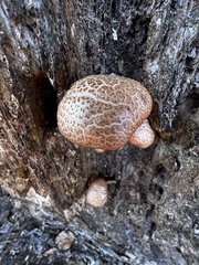 Gymnopilus suberis