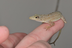 Dwarf Anole photo 2