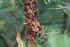 Acantholyda hieroglyphica