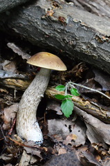 Leccinellum griseum