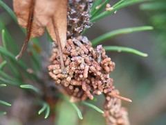 Acantholyda hieroglyphica
