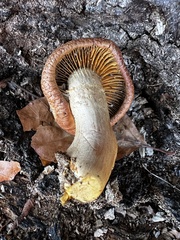 Gymnopilus suberis