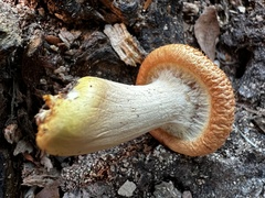 Gymnopilus suberis