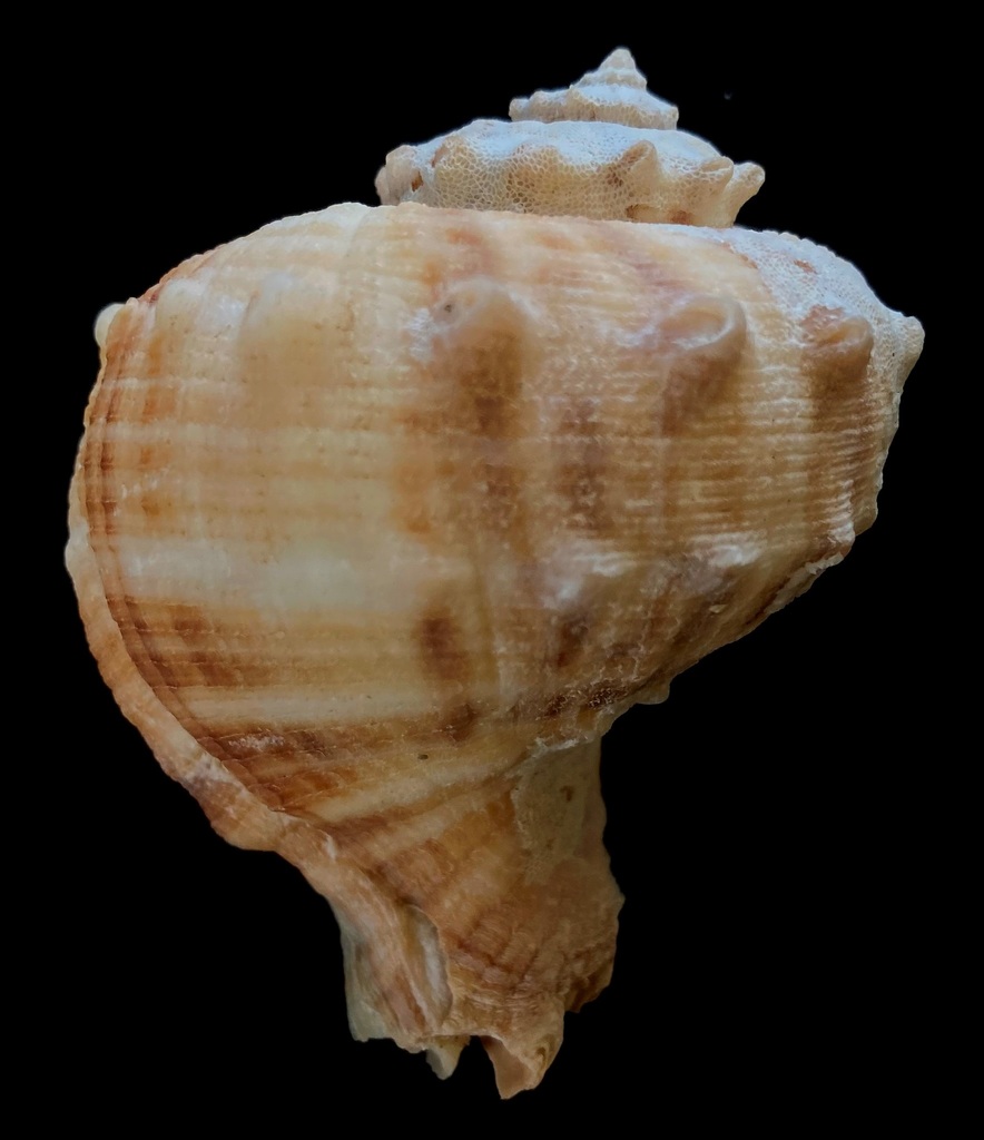 Rapa Whelks