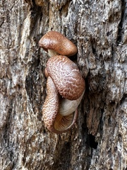 Gymnopilus suberis