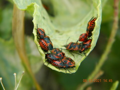 Eurydema spectabilis