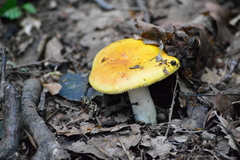 Russula risigallina