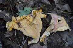 Cantharellus amethysteus