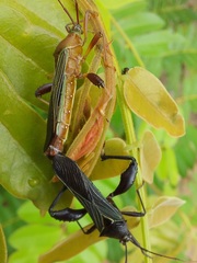 Grammopoecilus flavicornis