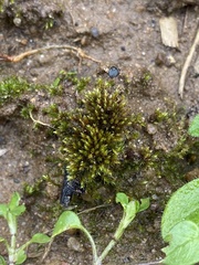 Imbribryum subapiculatum