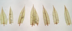Imbribryum subapiculatum
