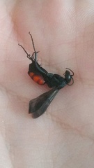 Entomobora
