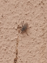 Pseudolynchia canariensis