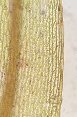 Imbribryum subapiculatum