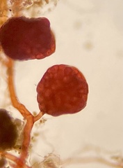 Imbribryum subapiculatum