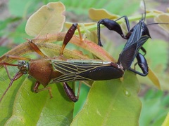 Grammopoecilus flavicornis