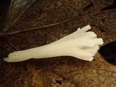 Clavariineae