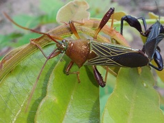 Grammopoecilus flavicornis