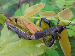 Grammopoecilus flavicornis