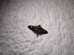 Desmia ploralis