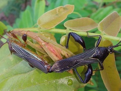 Grammopoecilus flavicornis
