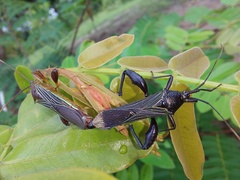 Grammopoecilus flavicornis