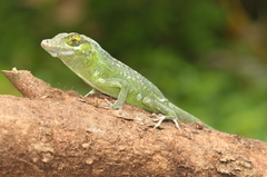 Anolis cuvieri