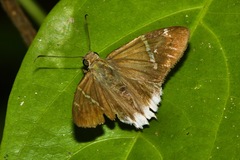 Murgaria doryssus doryssus