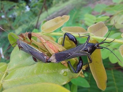 Grammopoecilus flavicornis