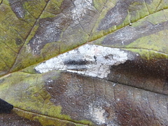 Phyllonorycter argentinotella