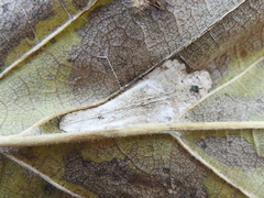 Phyllonorycter argentinotella