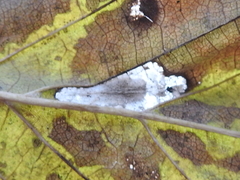 Phyllonorycter argentinotella