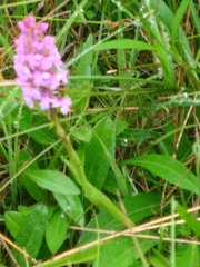 Gymnadenia