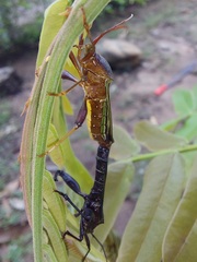 Grammopoecilus flavicornis