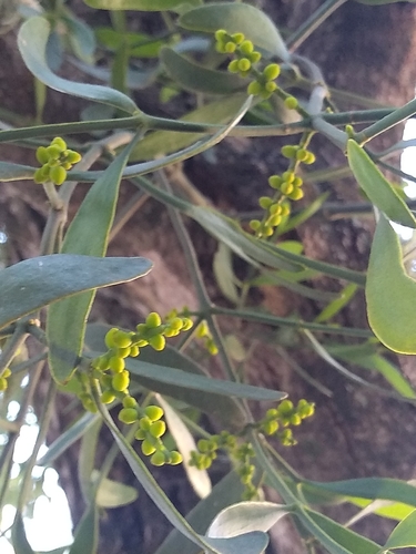 Image of Phoradendron quadrangulare by (c) Lucas Kaminski, some rights reserved (CC BY)